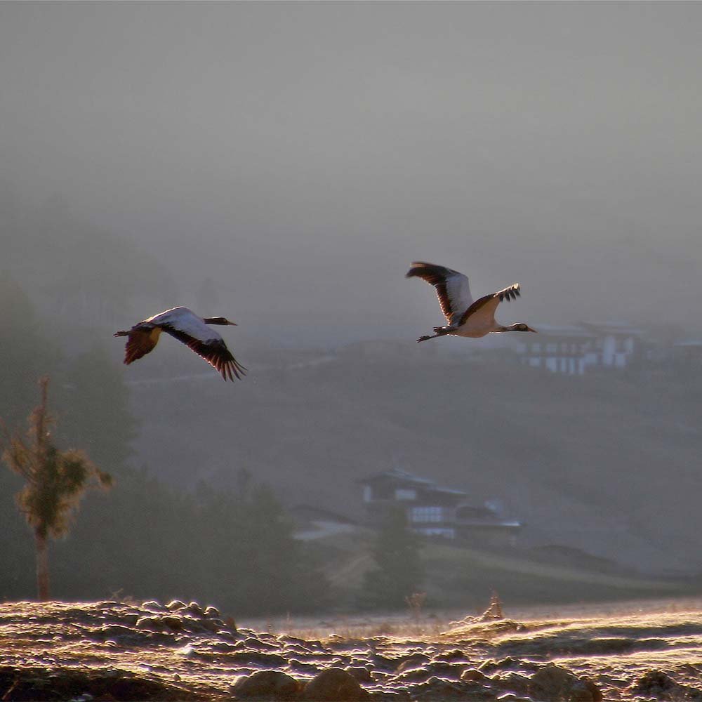 Birding in Bhutan