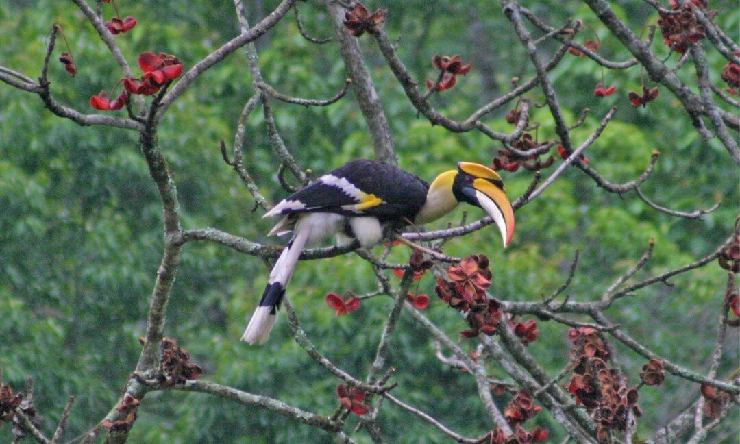 Zhemgang Birding